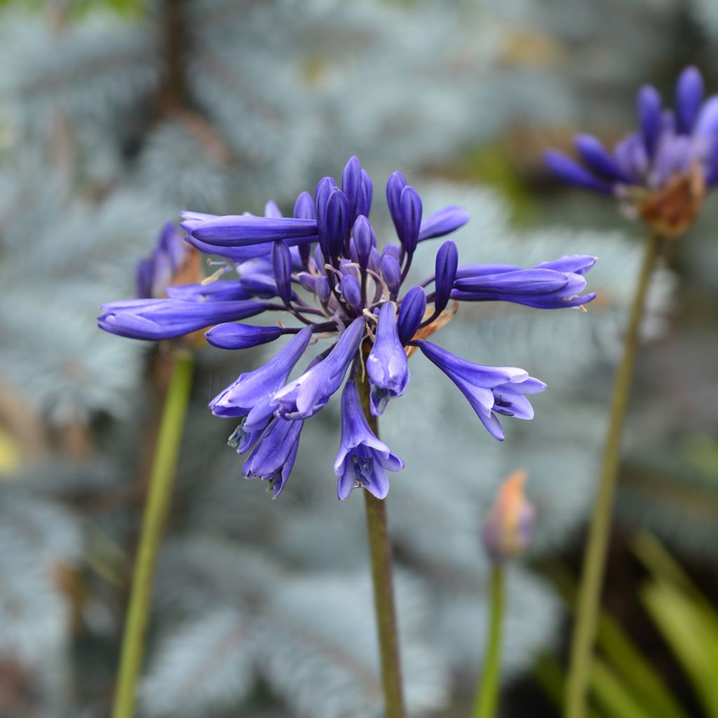 Agapanthus Northern Star - Schmucklilie