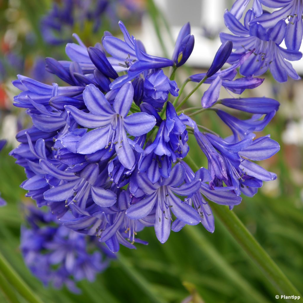 Agapanthus Northern Star - Schmucklilie