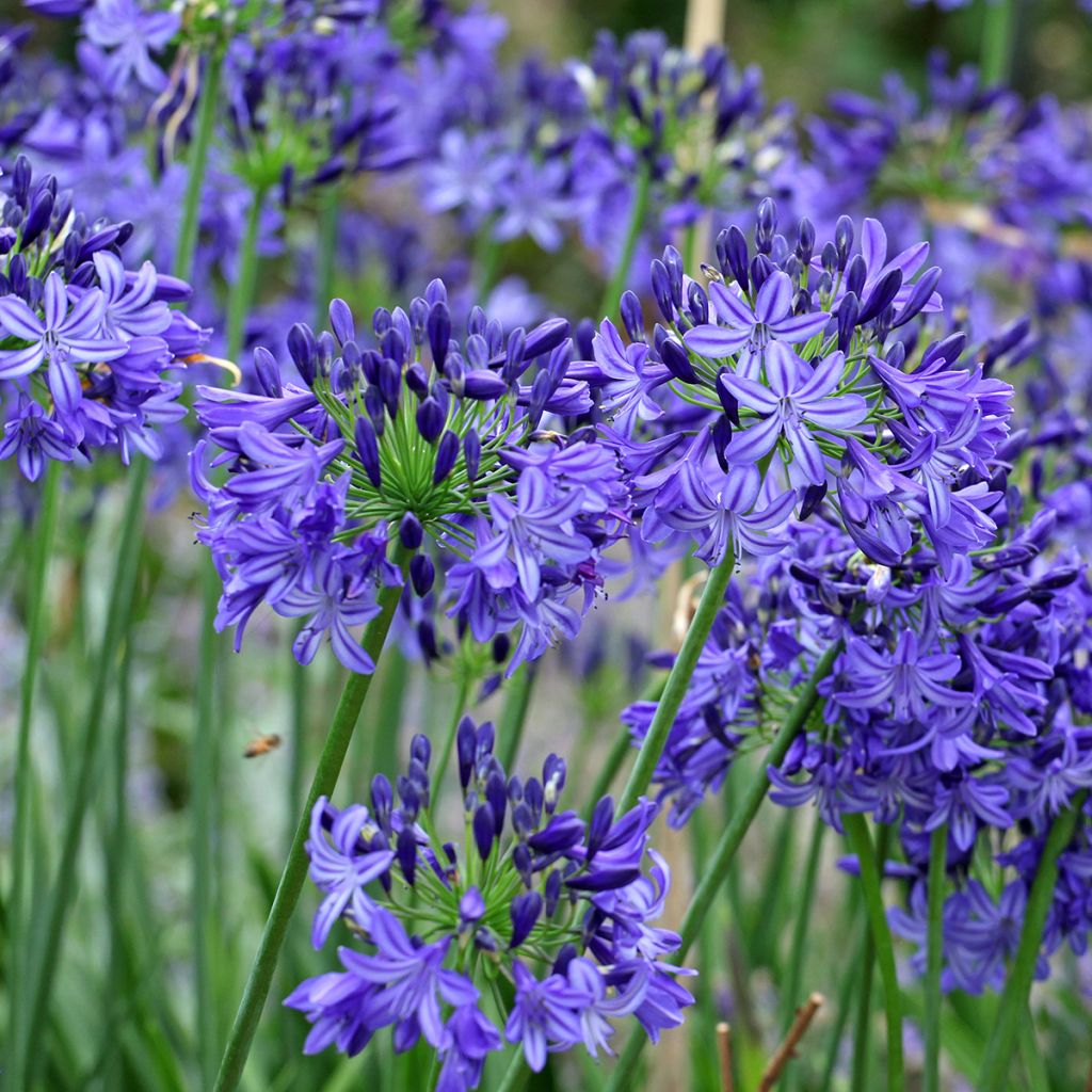 Agapanthus Northern Star - Schmucklilie