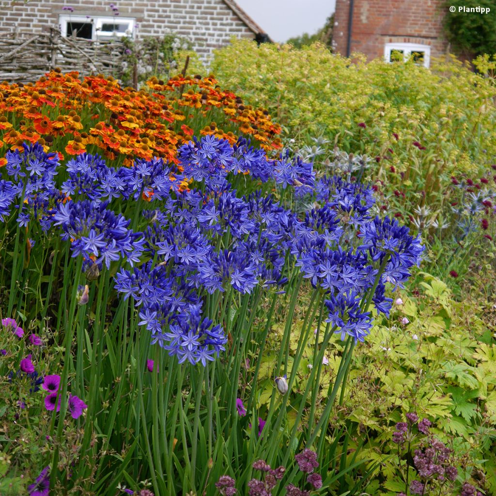 Agapanthus Northern Star - Schmucklilie