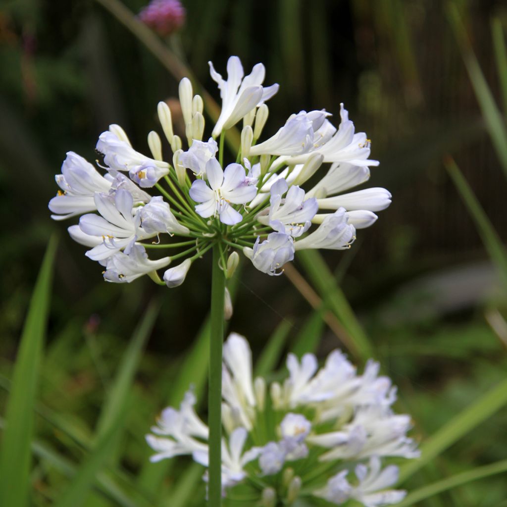 Agapanthus Phantom - Schmucklilie