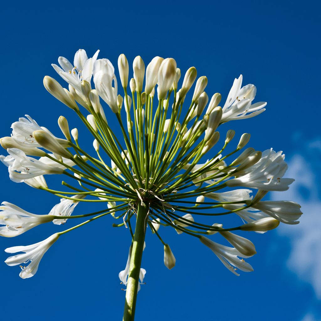 Agapanthus Polar Ice - Schmucklilie