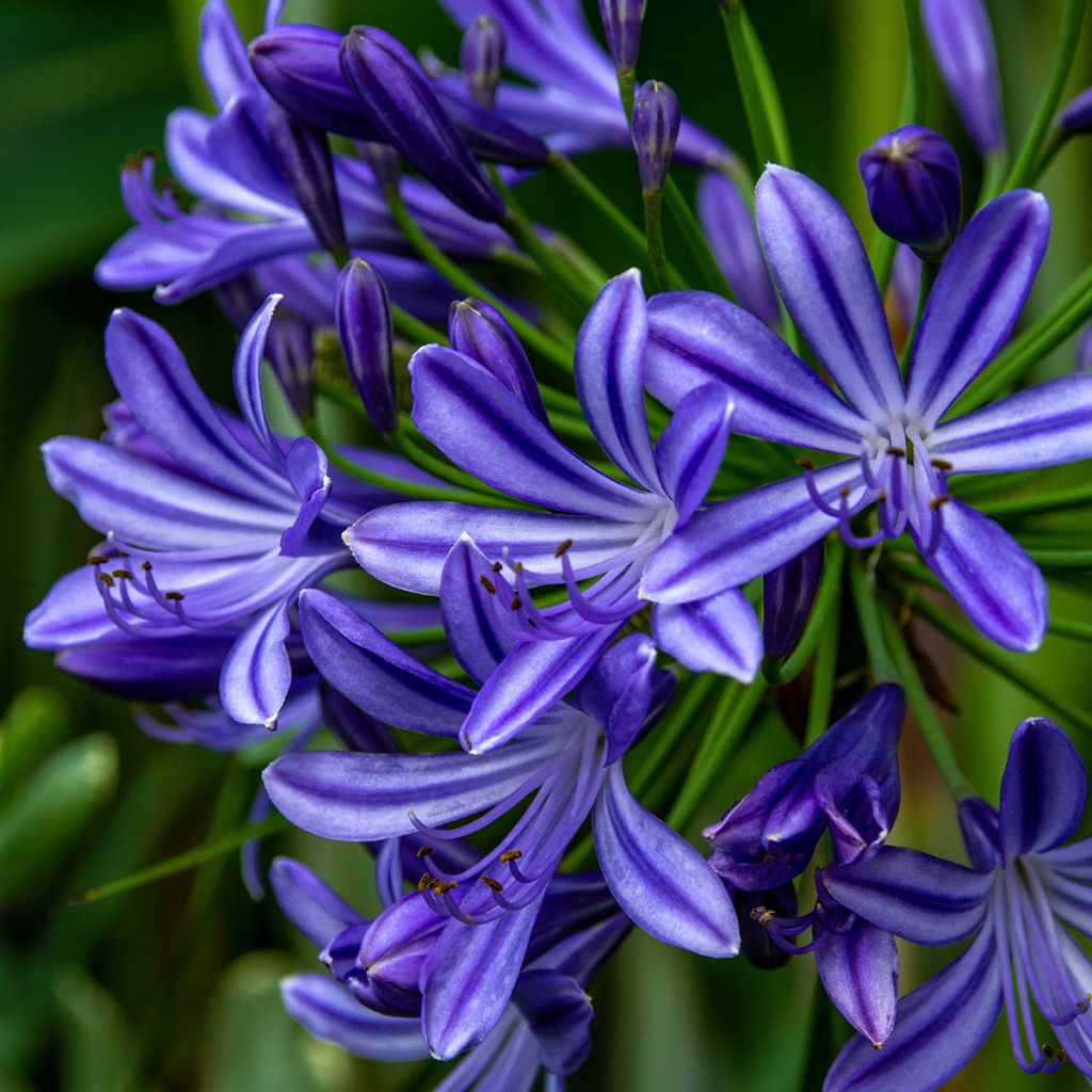 Agapanthus Purple Cloud - Schmucklilie