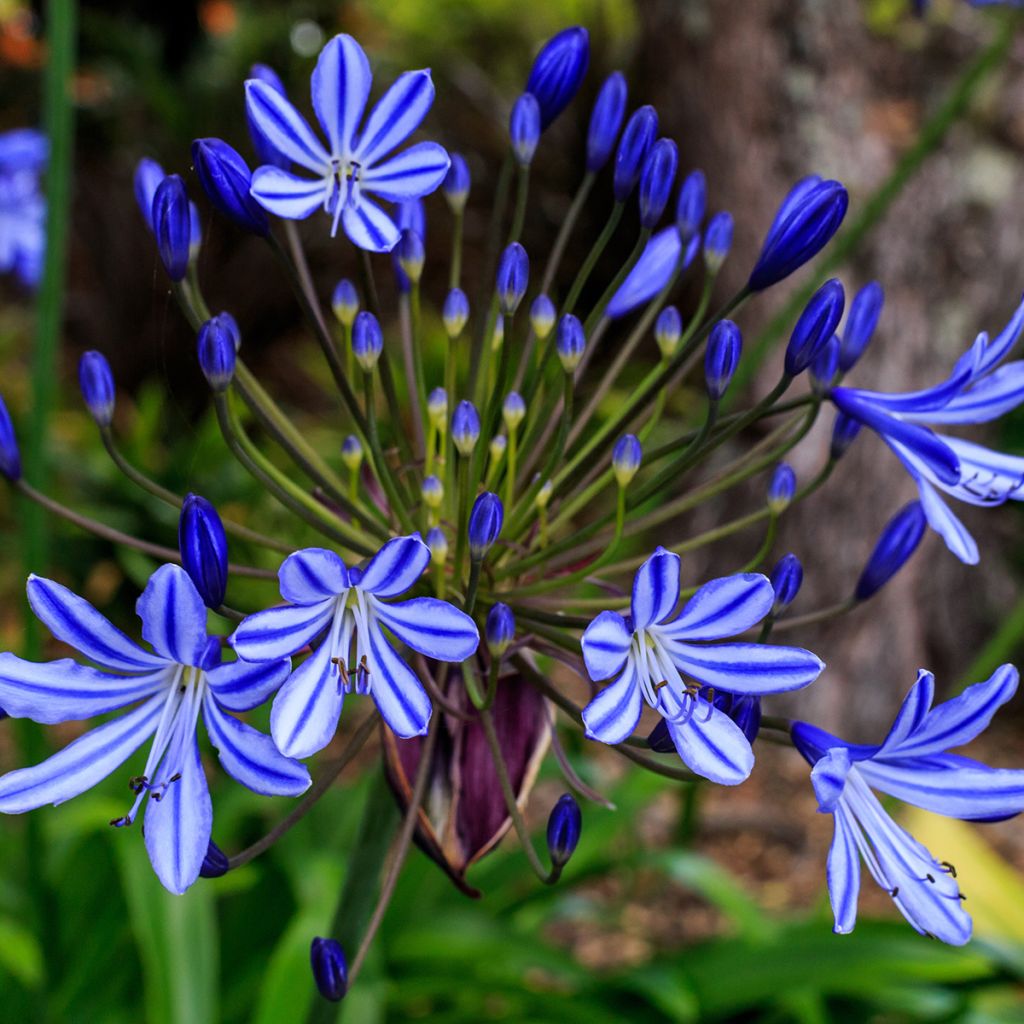 Agapanthus Purple Cloud - Schmucklilie