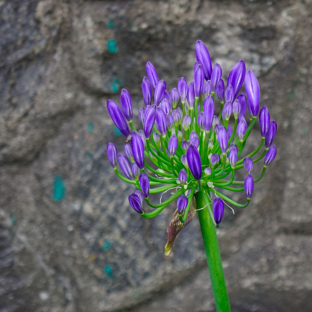 Agapanthus Purple Cloud - Schmucklilie