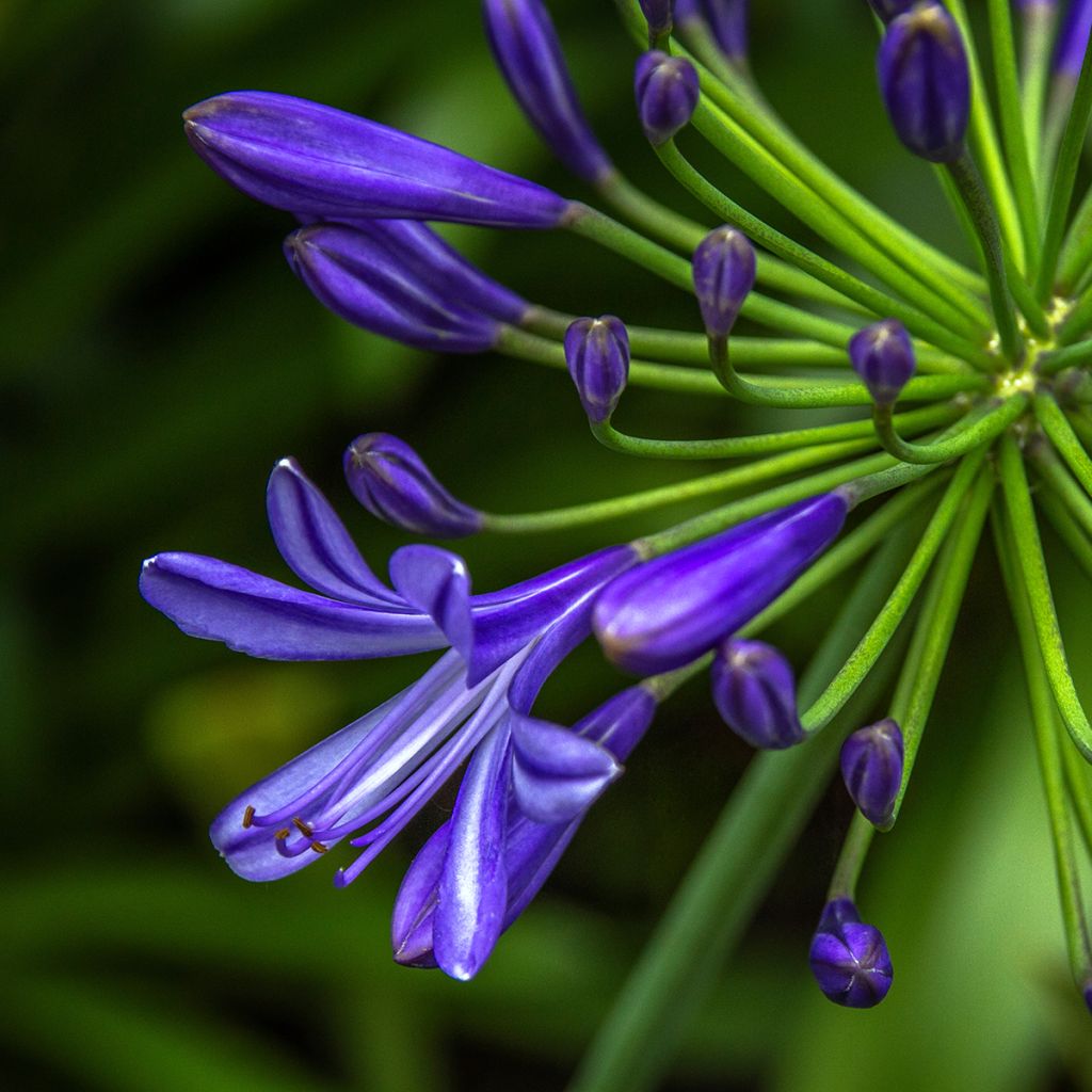 Agapanthus Purple Cloud - Schmucklilie