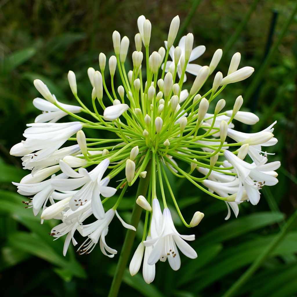 Agapanthus Queen Mum - Schmucklilie