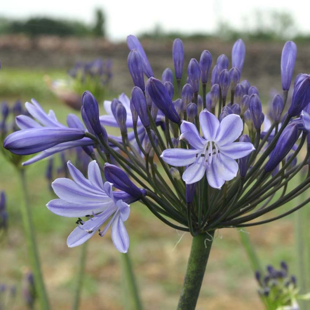 Agapanthus campanulatus Rosewarne - Schmucklilie