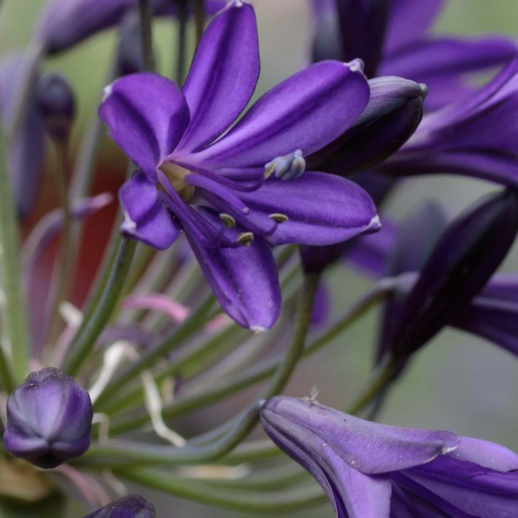 Agapanthus Royal Velvet - Schmucklilie