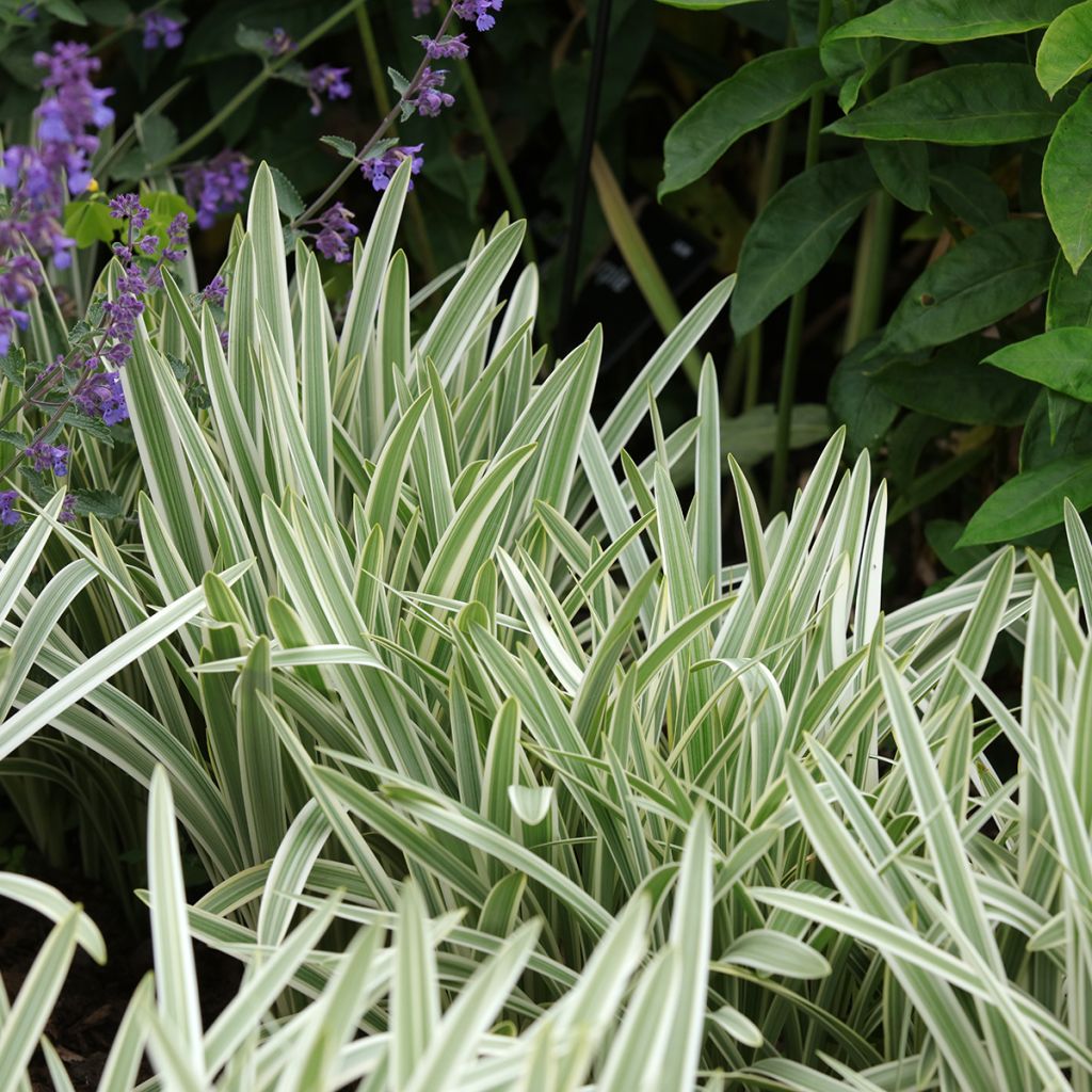 Agapanthus Silver Moon - Schmucklilie