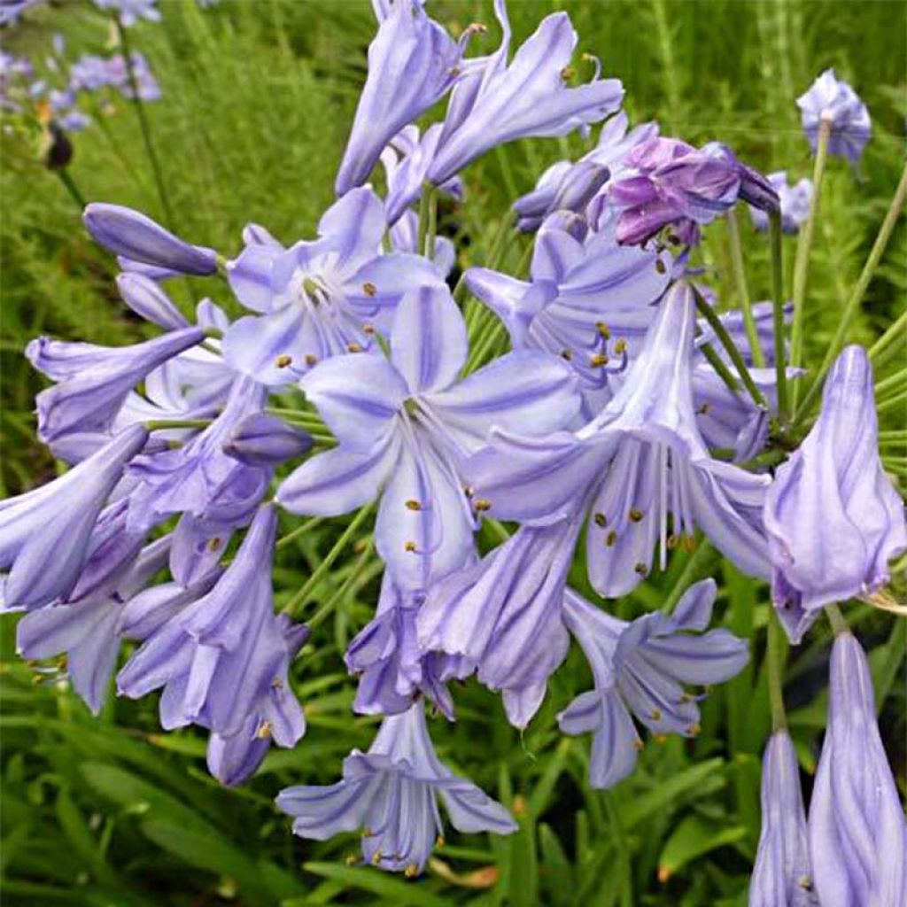 Agapanthus Stars and Stripes - Schmucklilie