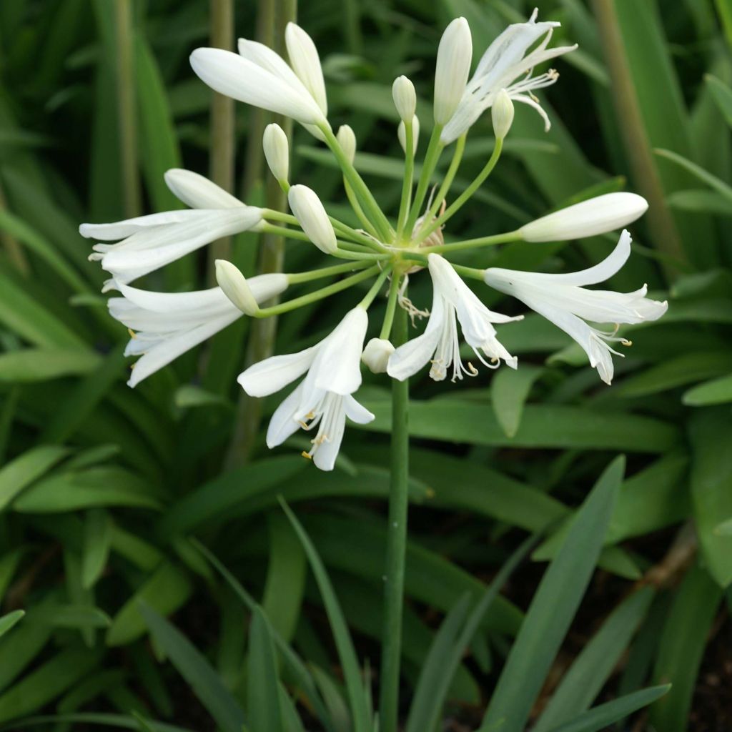 Agapanthe Thumbelina - Agapanthus