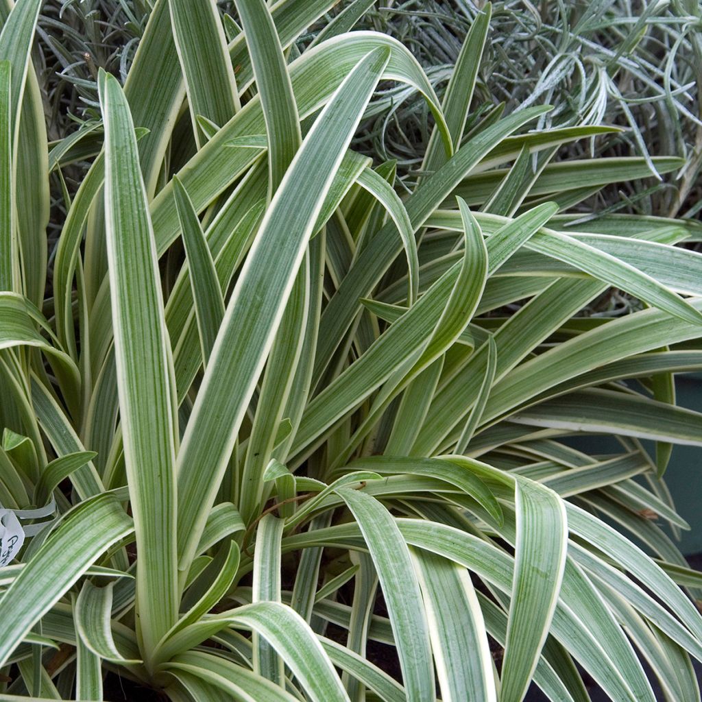 Agapanthus Tinkerbell - Schmucklilie