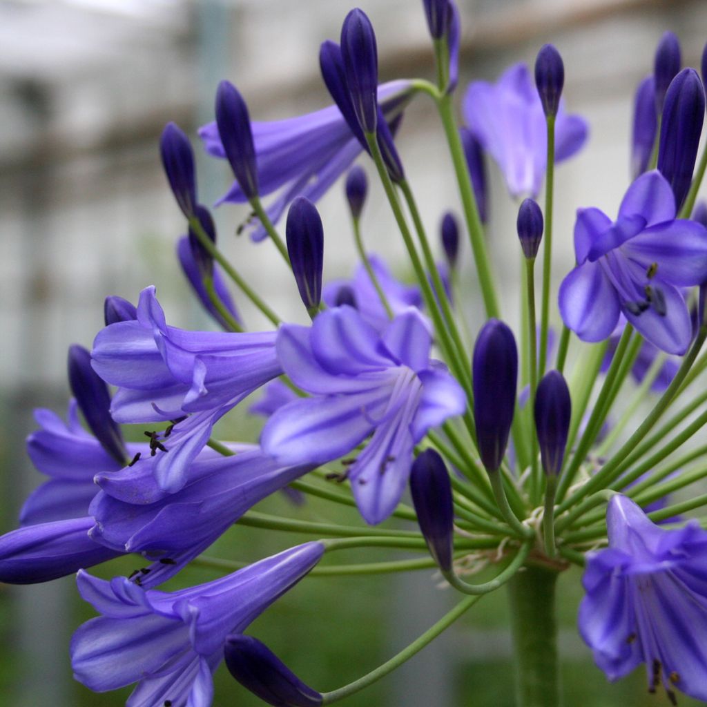 Agapanthus Vallée de la Loire - Schmucklilie