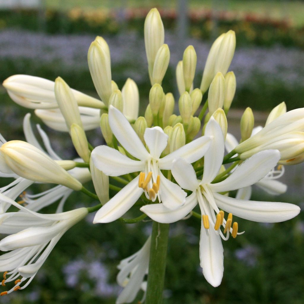 Agapanthus White Baby - Schmucklilie