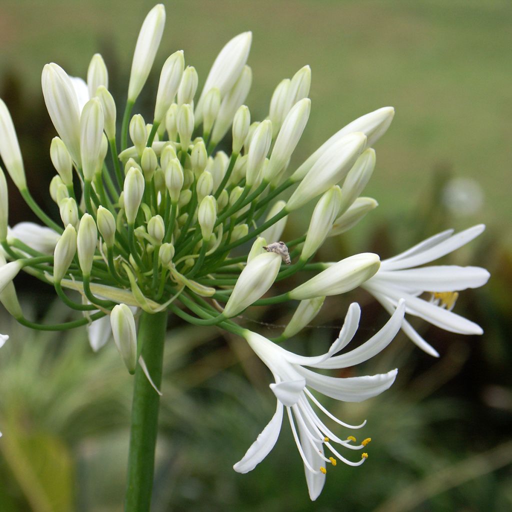 Agapanthus White Baby - Schmucklilie