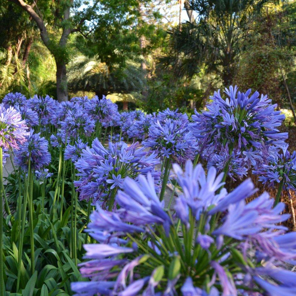 Agapanthus umbellatus - Schmucklilie