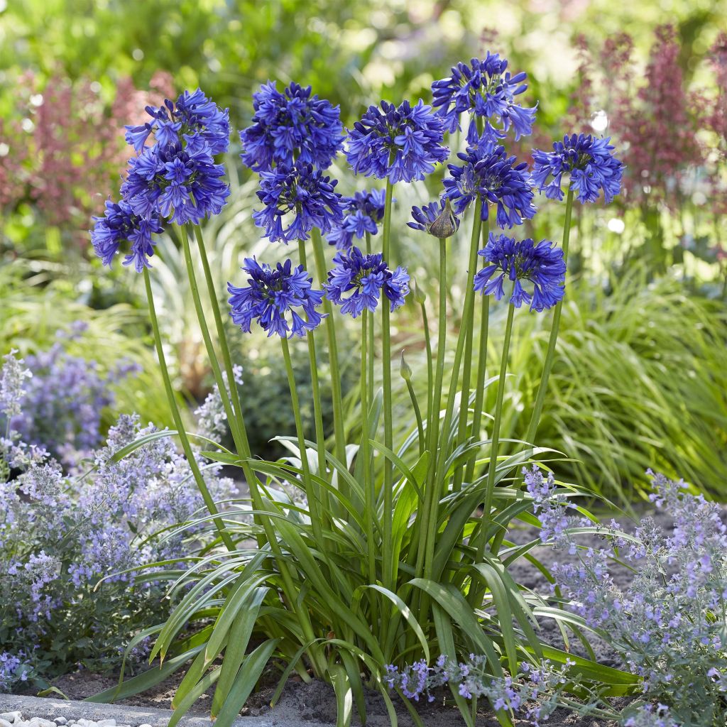 Agapanthus Blue Thunder - Schmucklilie