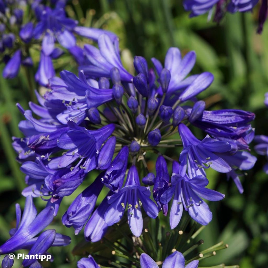 Agapanthus Ever Sapphire - Schmucklilie