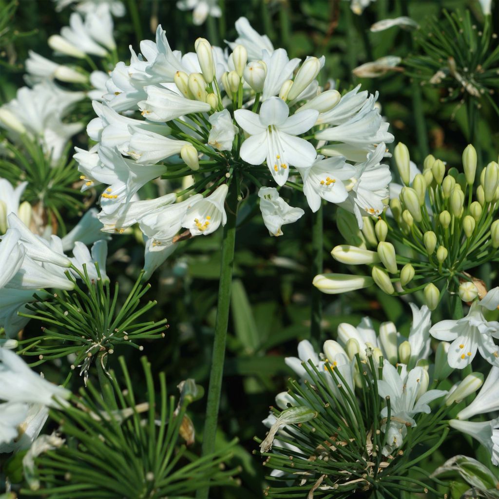 Agapanthus Ever White - Schmucklilie