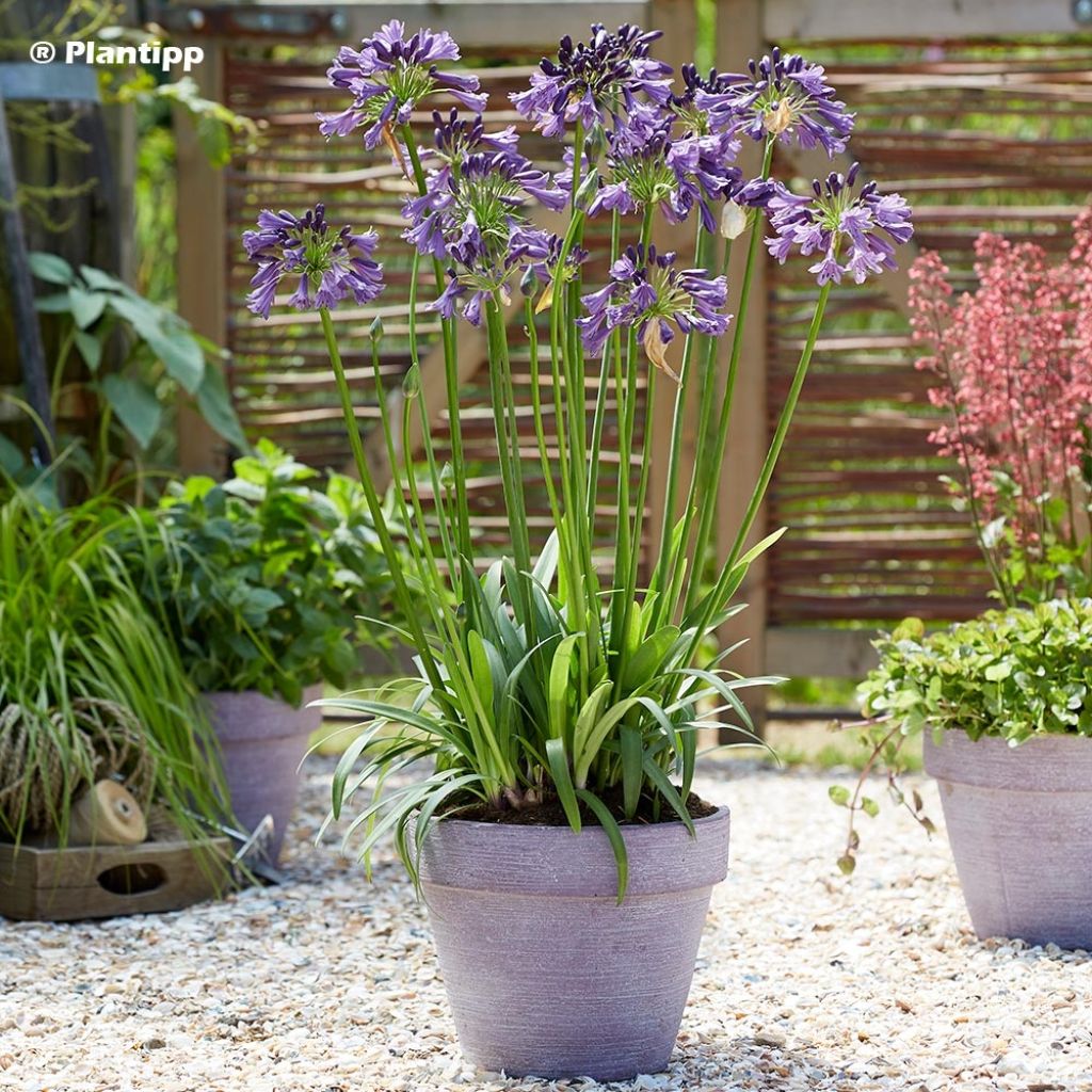 Agapanthus Poppin’ Purple - Schmucklilie