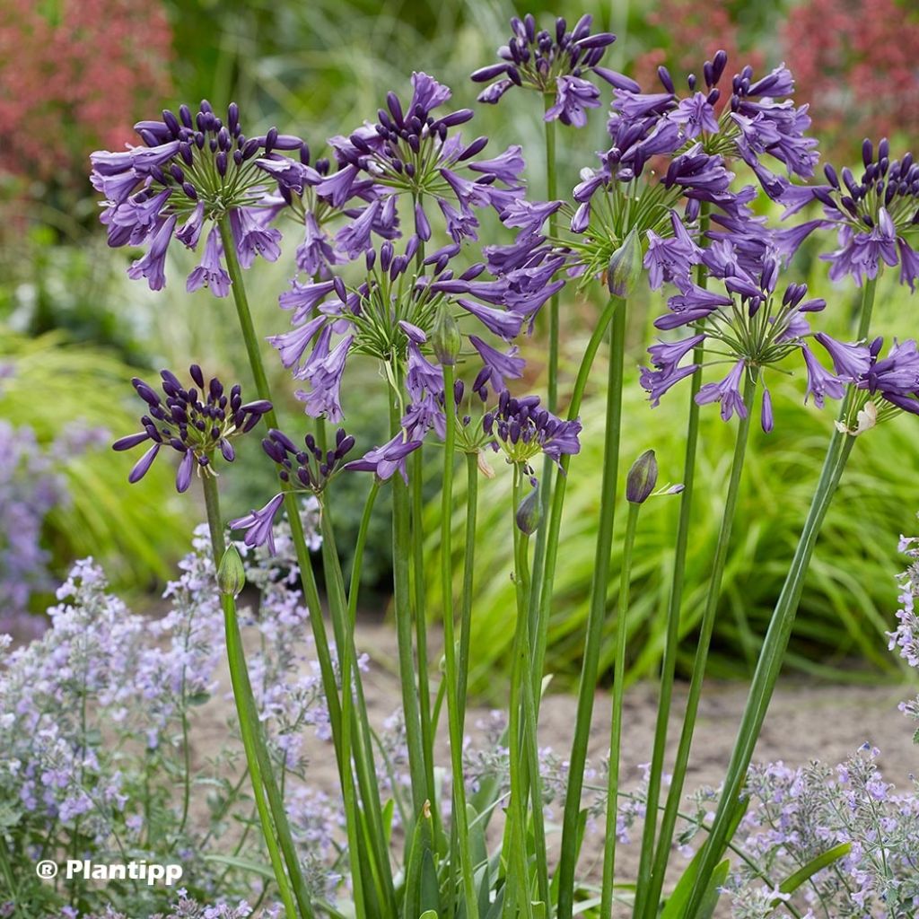 Agapanthe hybride Poppin' Purple