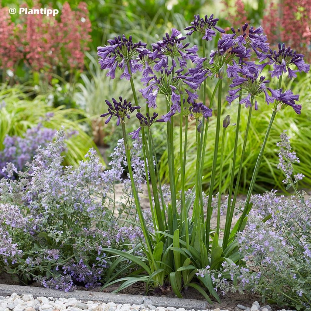 Agapanthe hybride Poppin' Purple