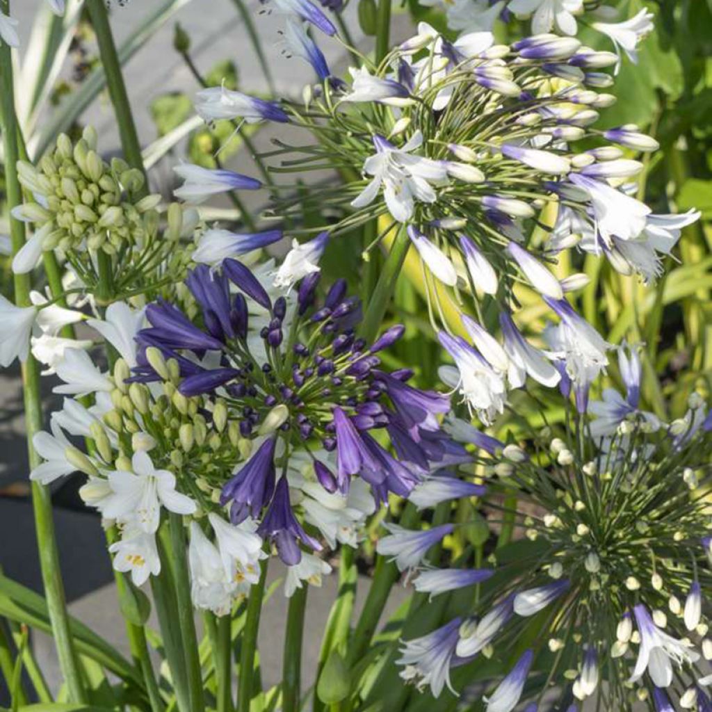 Agapanthus Three Sisters Mix - Schmucklilie