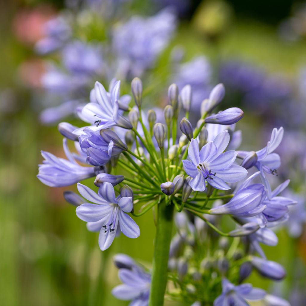 Agapanthus Vallée de la Romanche - Schmucklilie