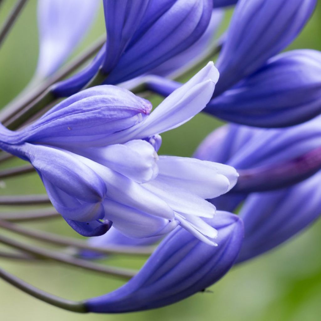 Agapanthus praecox Flore Pleno - Schmucklilie