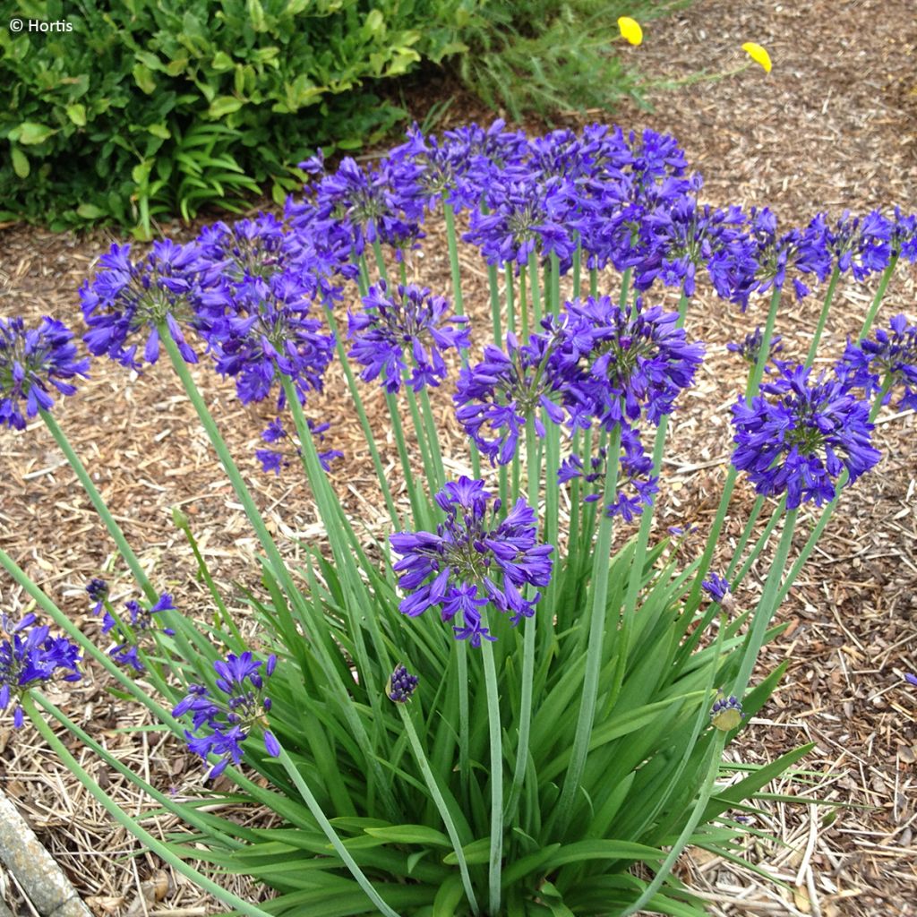 Agapanthus (x) praeco Sofie - Schmucklilie