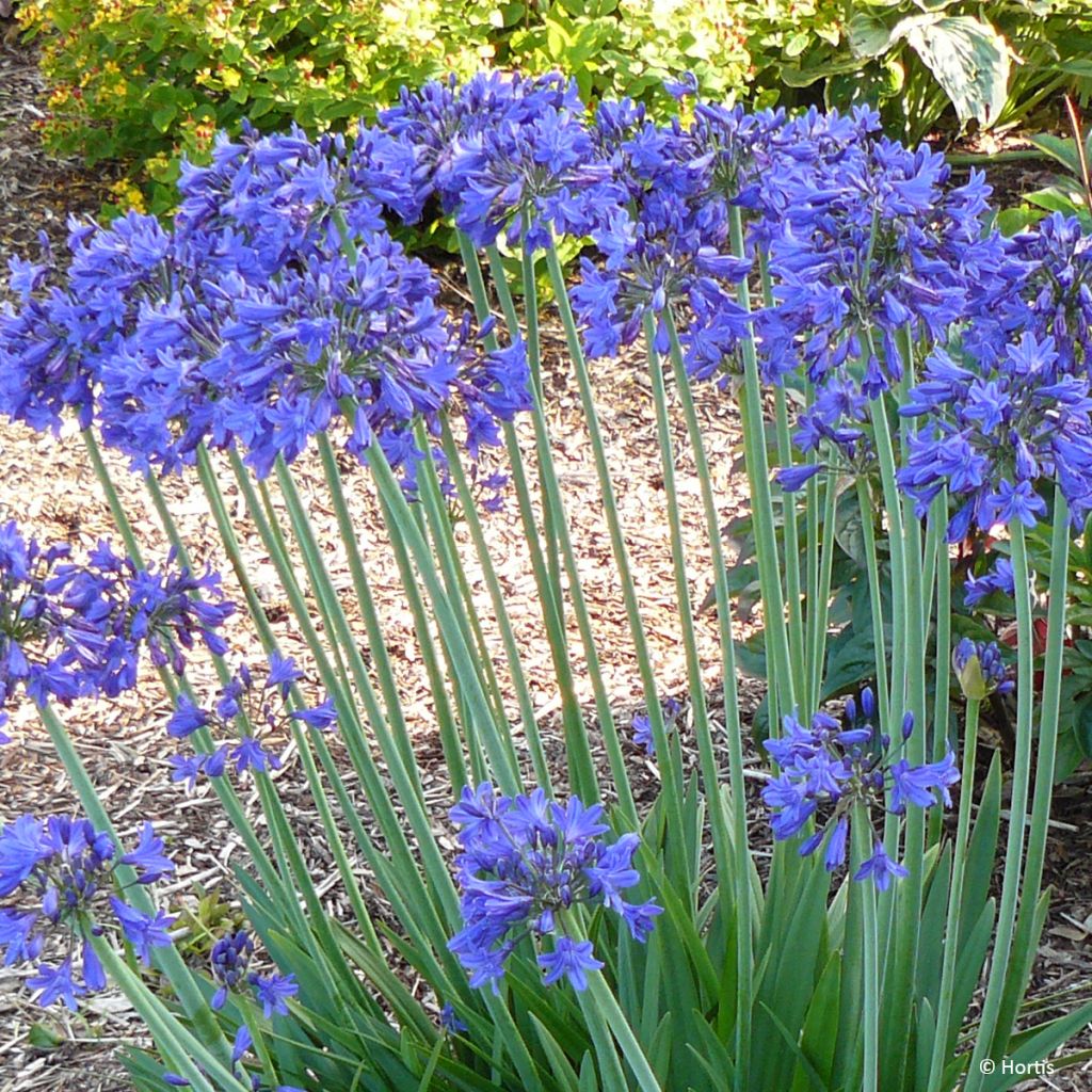 Agapanthus (x) praeco Sofie - Schmucklilie