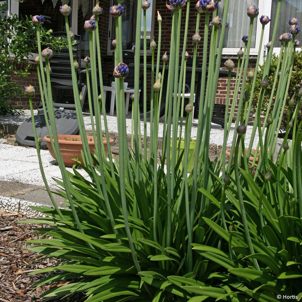 Agapanthus (x) praeco Sofie - Schmucklilie