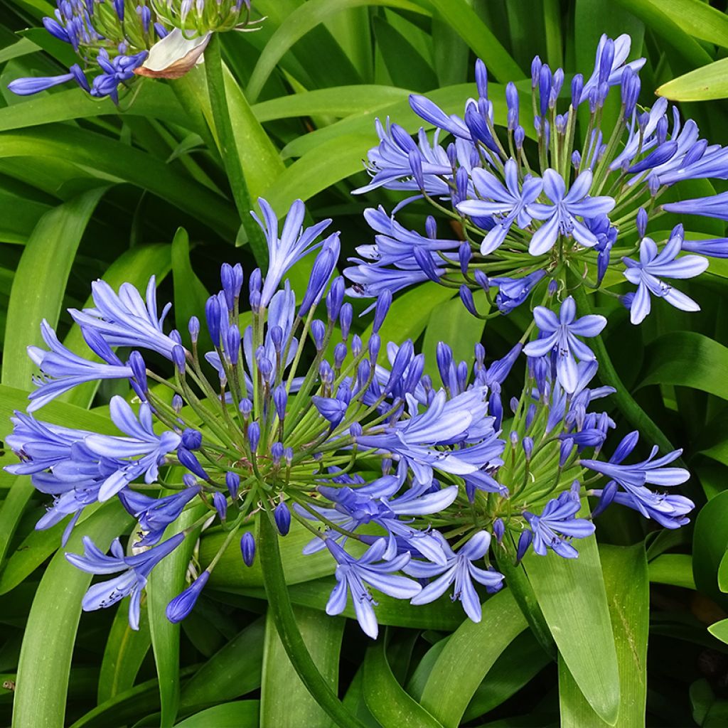 Agapanthus umbellatus - Schmucklilie