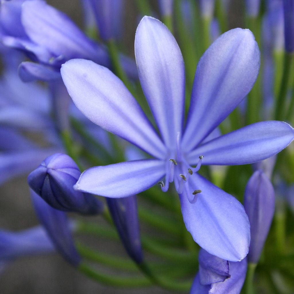 Agapanthus umbellatus - Schmucklilie