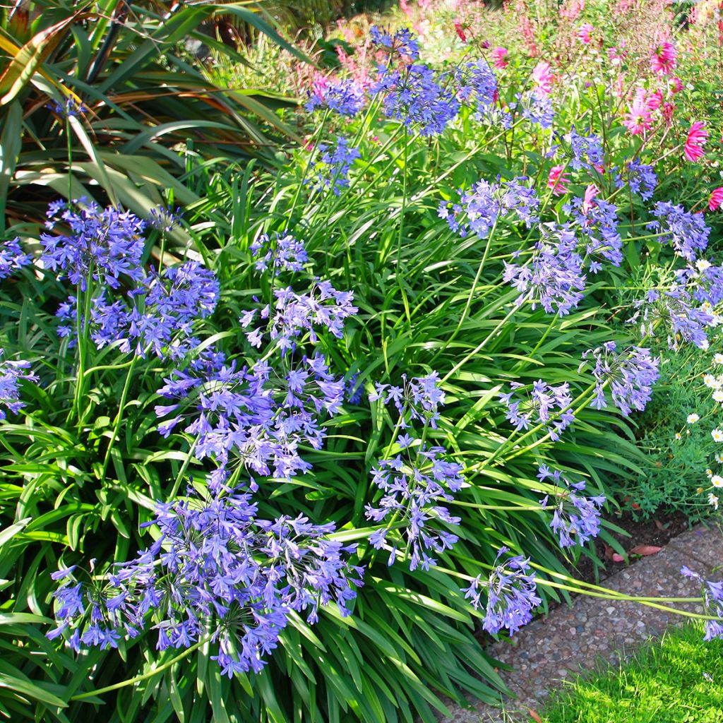 Agapanthus umbellatus - Schmucklilie