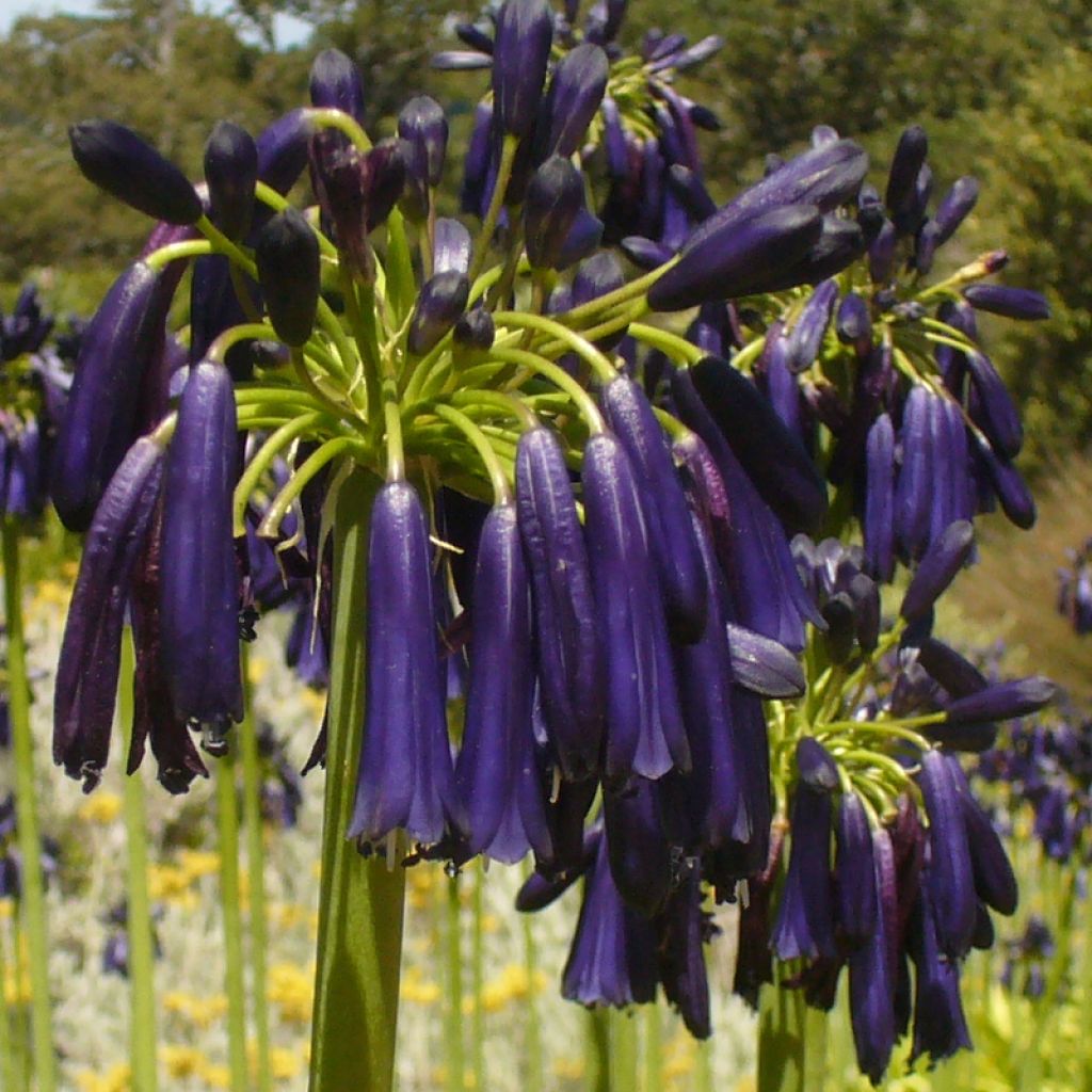 Agapanthus Black Pantha - Schmucklilie