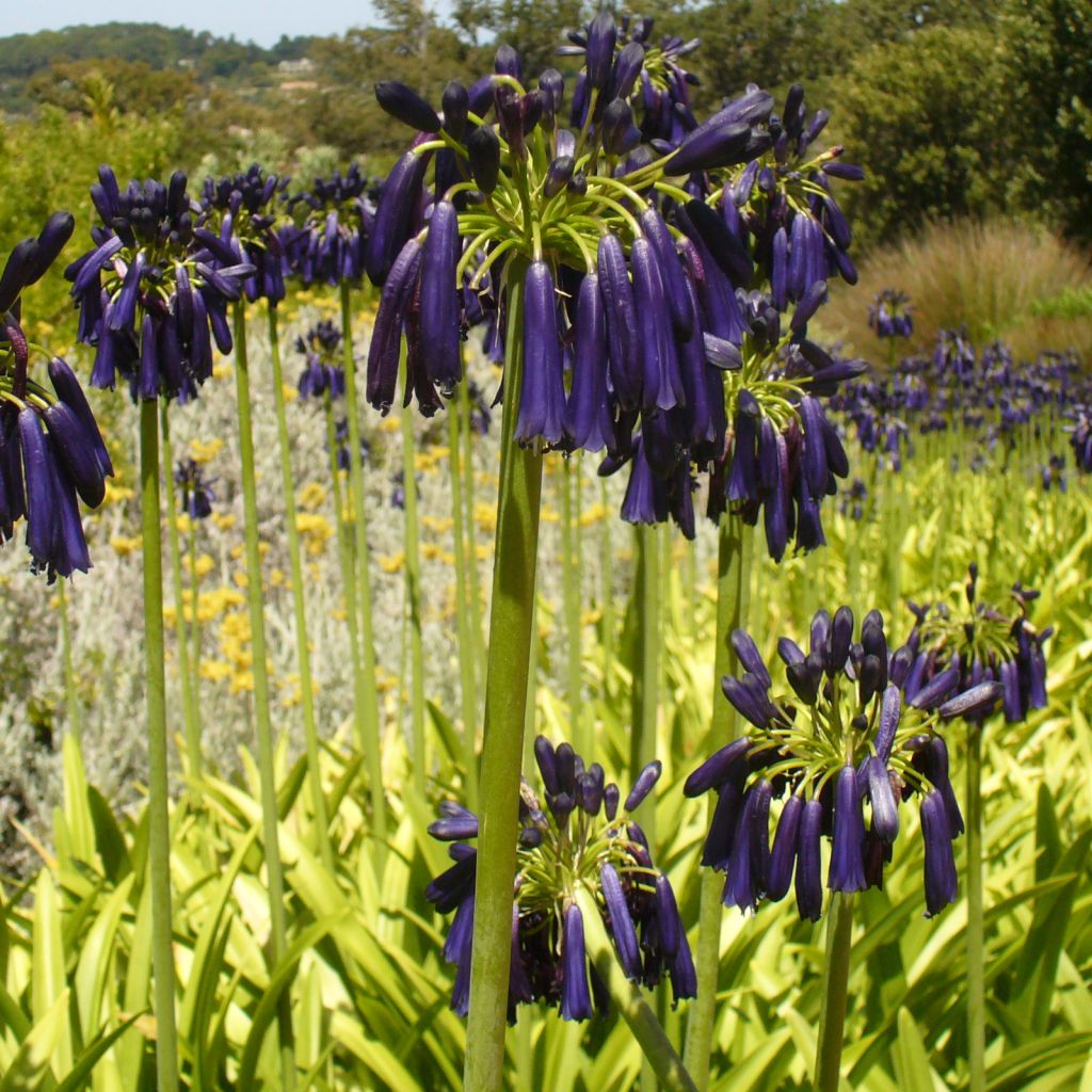 Agapanthe ou Agapanthus Black Pantha