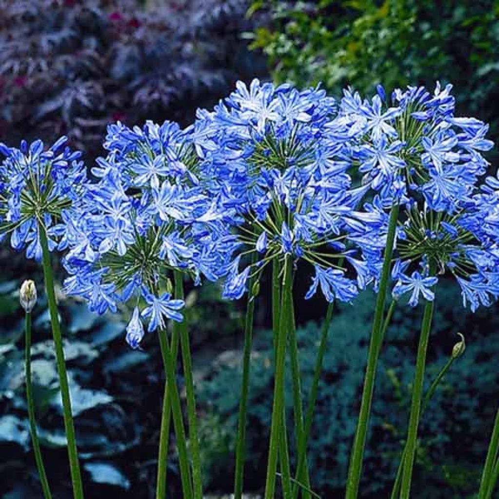 Agapanthus Blue Heaven - Schmucklilie