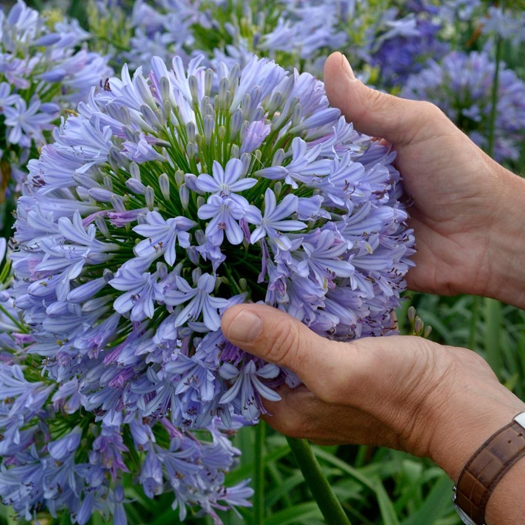 Agapanthus Blue Infinity - Schmucklilie