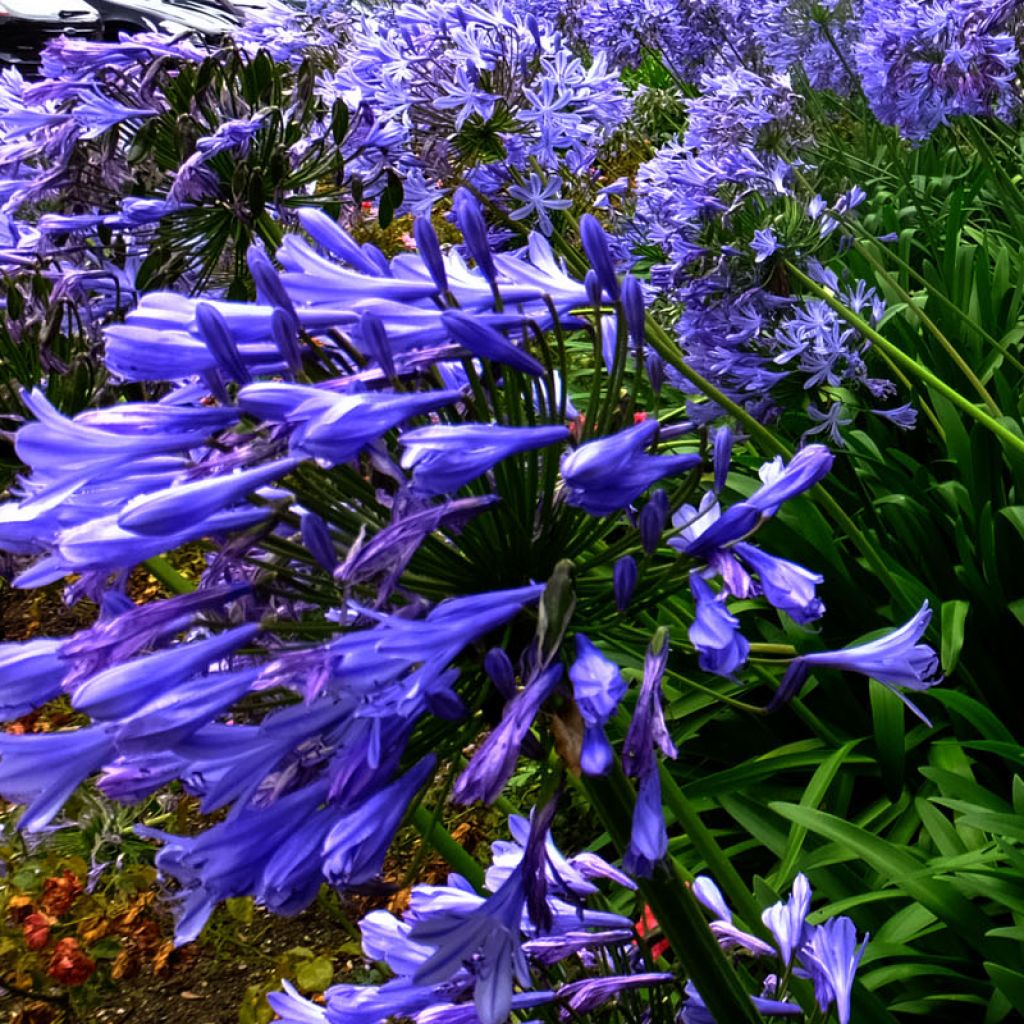 Agapanthus Blue Triumphator - Schmucklilie