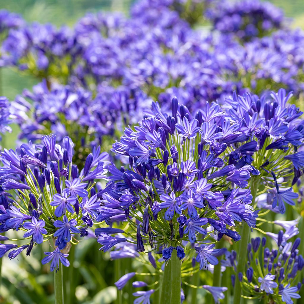 Agapanthus Blue Velvet - Schmucklilie