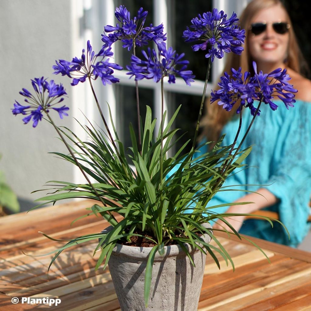 Agapanthus Brilliant Blue - Schmucklilie