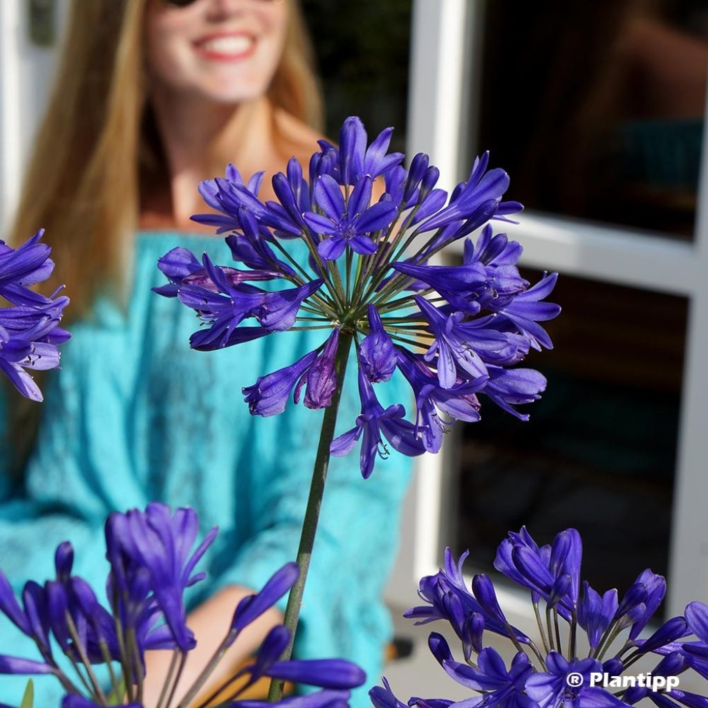 Agapanthe Brilliant Blue