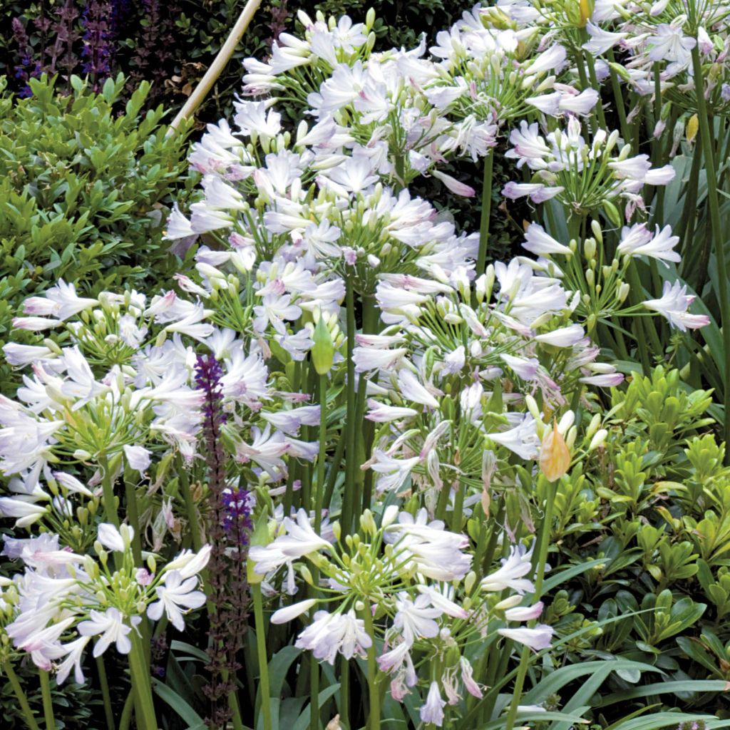 Agapanthus Enigma - Schmucklilie