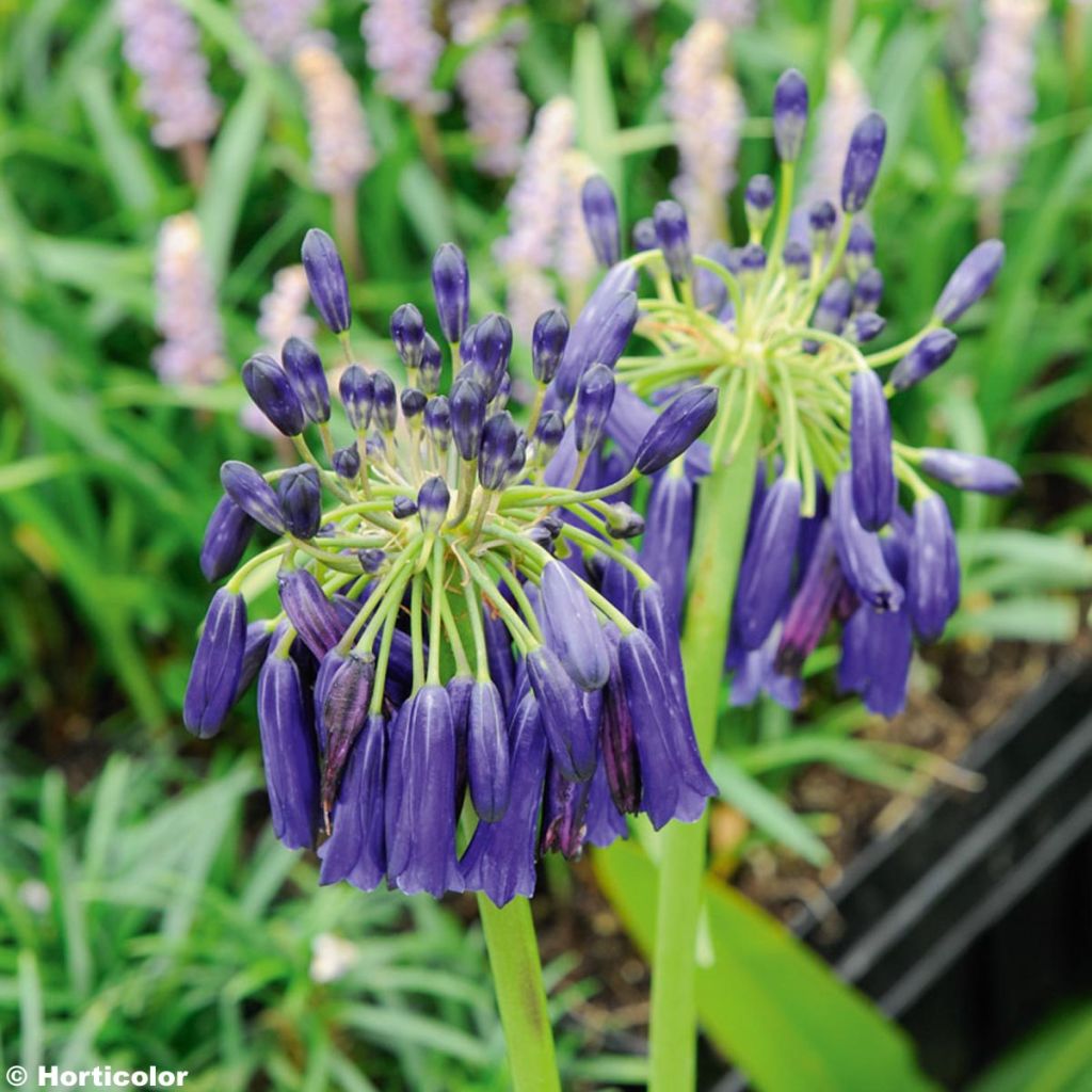 Agapanthus inapertus Graskop - Schmucklilie