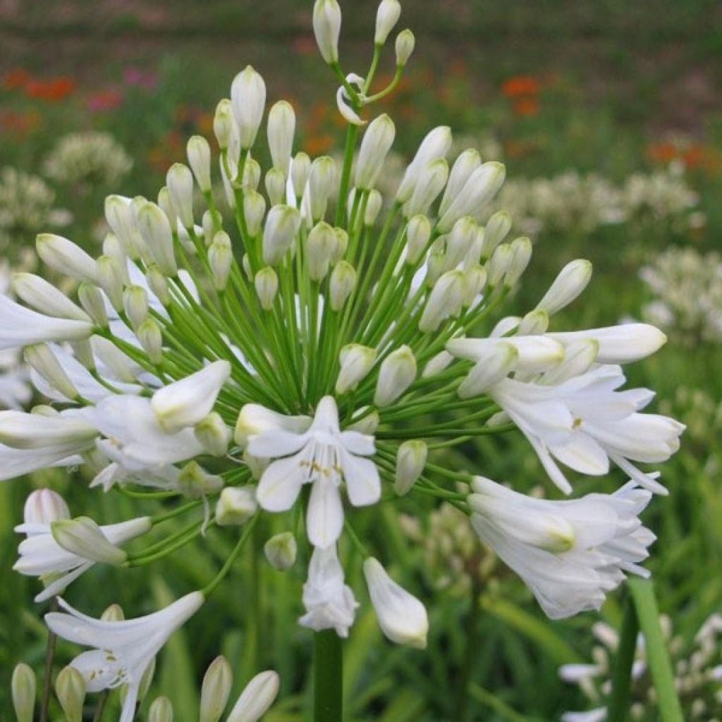 Agapanthus Ice Lolly - Schmucklilie