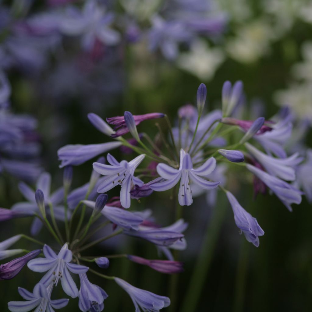 Agapanthus Lapis Lazuli - Schmucklilie