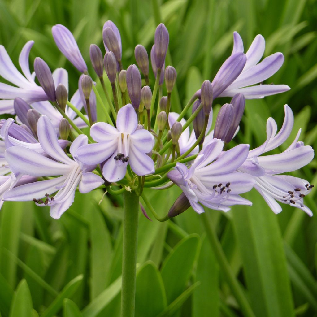 Agapanthus Megan's Mauve - Schmucklilie