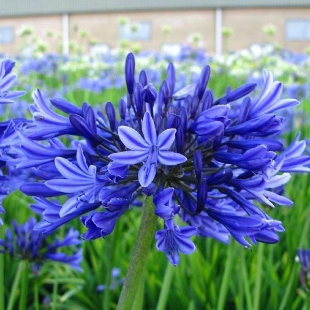 Agapanthus Midnight Blue - Schmucklilie